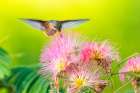USA, New Mexico. Broad-tailed hummingbird feeding on mimosa blossom. Art Print